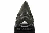 Fossil Megalodon Tooth - South Carolina #160255-2